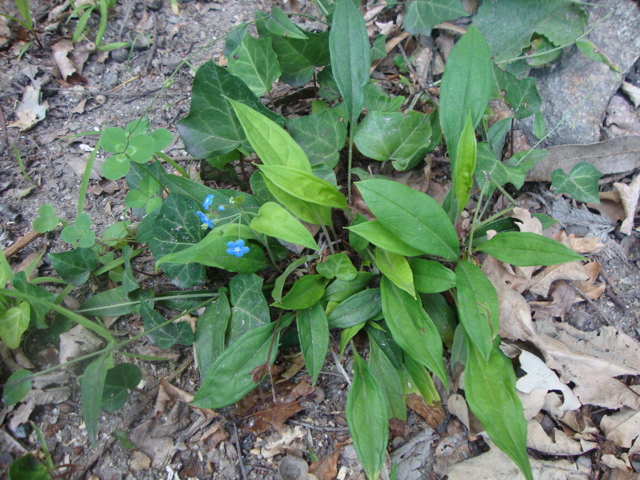 Omphalodes nitida (Willd.) Hoffmanns. & Link的圖片