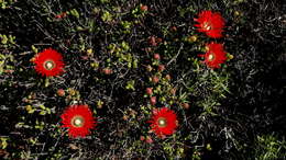 Imagem de Drosanthemum speciosum (Haw.) Schwant.