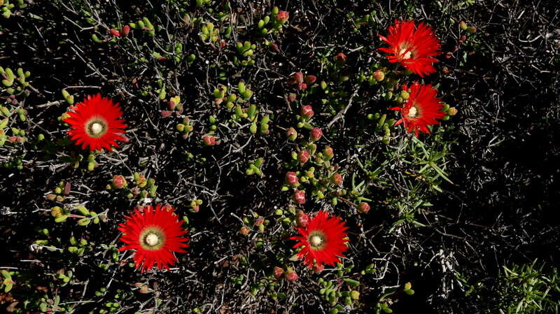 Imagem de Drosanthemum speciosum (Haw.) Schwant.