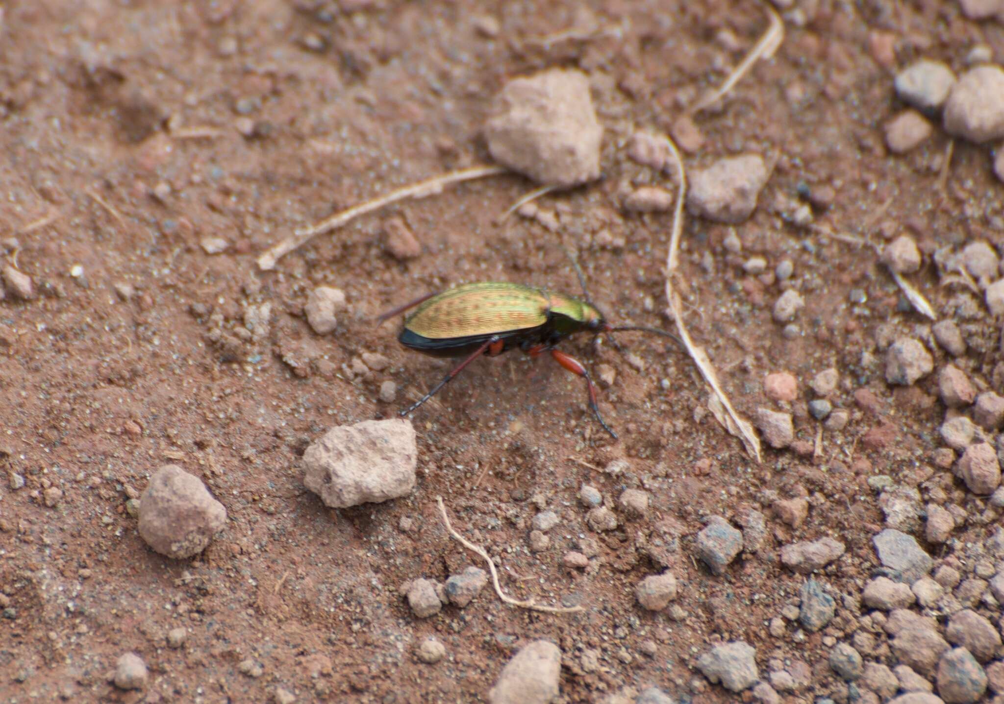 Carabus (Diocarabus) truncaticollis Eschscholtz 1833 resmi