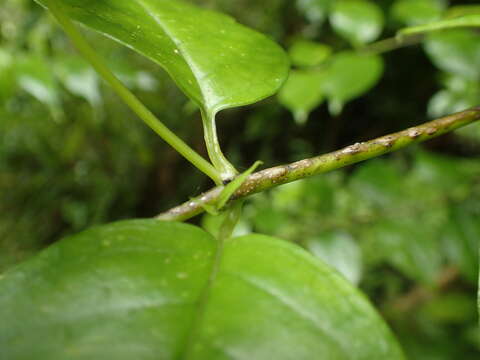 Imagem de Geniostoma rupestre var. ligustrifolium (Cunn.) B. J. Conn