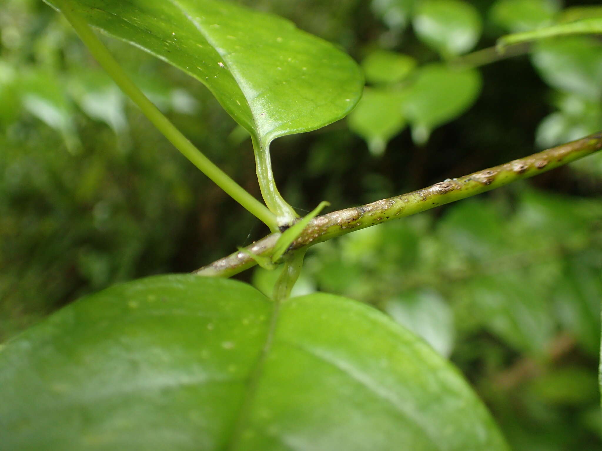 Imagem de Geniostoma rupestre var. ligustrifolium (Cunn.) B. J. Conn