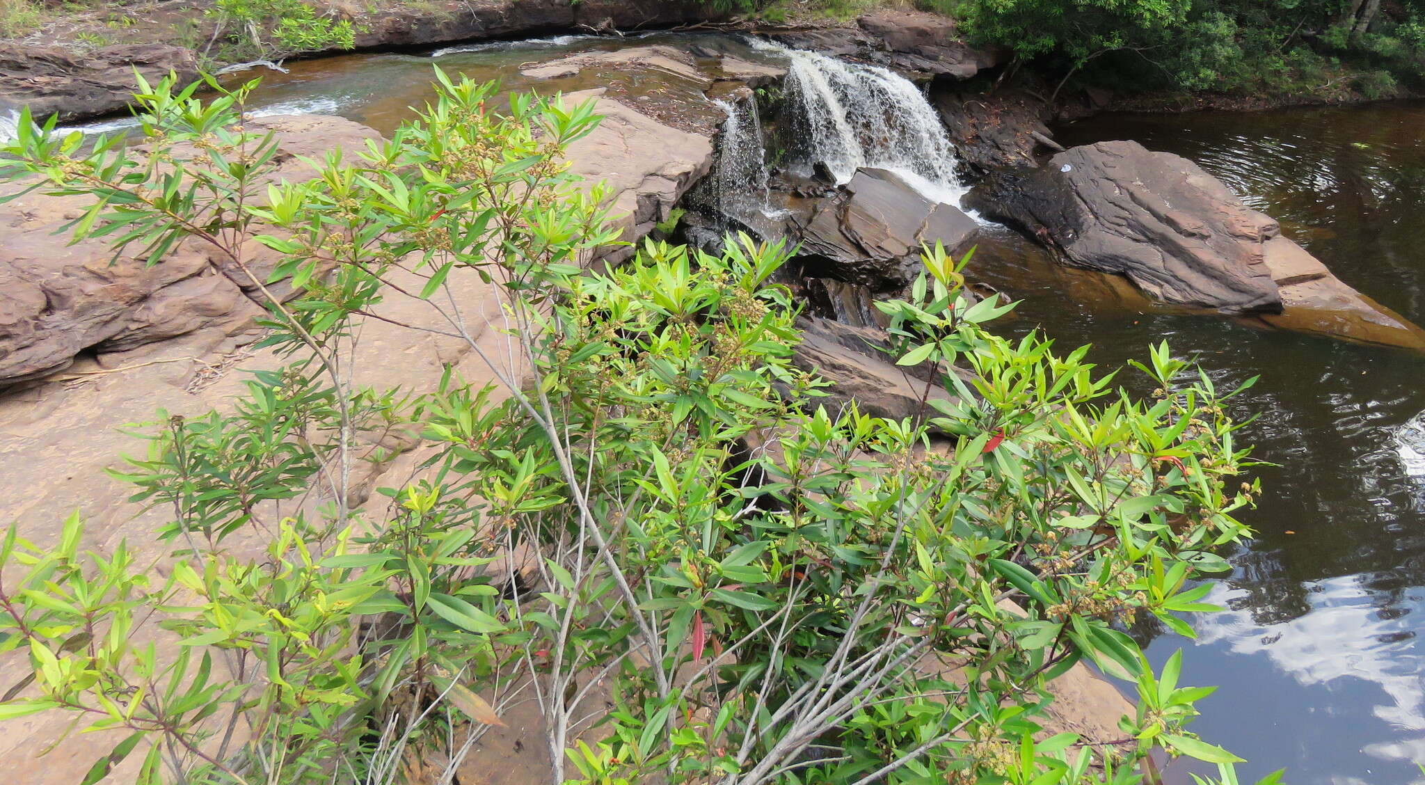 Imagem de Tristaniopsis exiliflora (F. Müll.) P. G. Wilson & J. T. Waterhouse