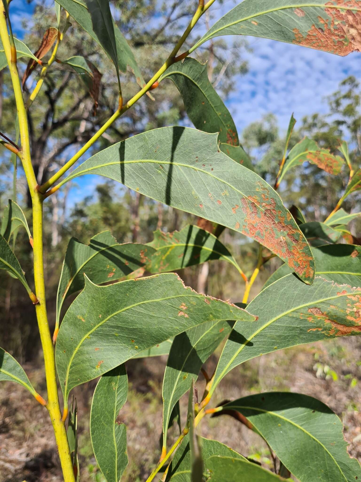 Image of Acacia bancroftiorum Maiden