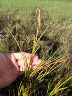 Image of Wrinkled Joint-Tail Grass