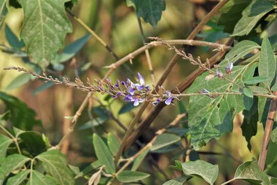 Image of Desmodium bridgesii (Schindl.) Burkart