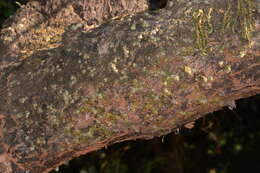 Image of Porpax reticulata Lindl.