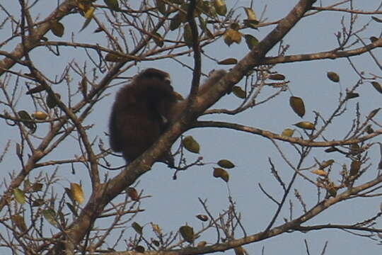 Image of Hoolock Gibbon