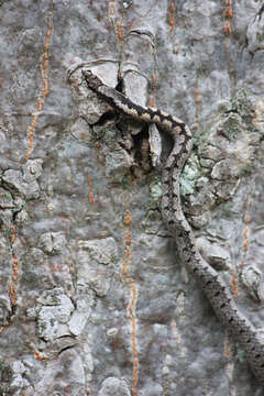 Image of (South-) Eastern Bark Snake