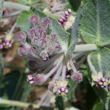 Image of California milkweed