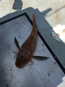 Image of Sapphirine Gurnard