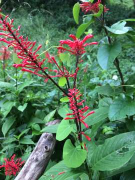 Image of Cardinal's guard flower