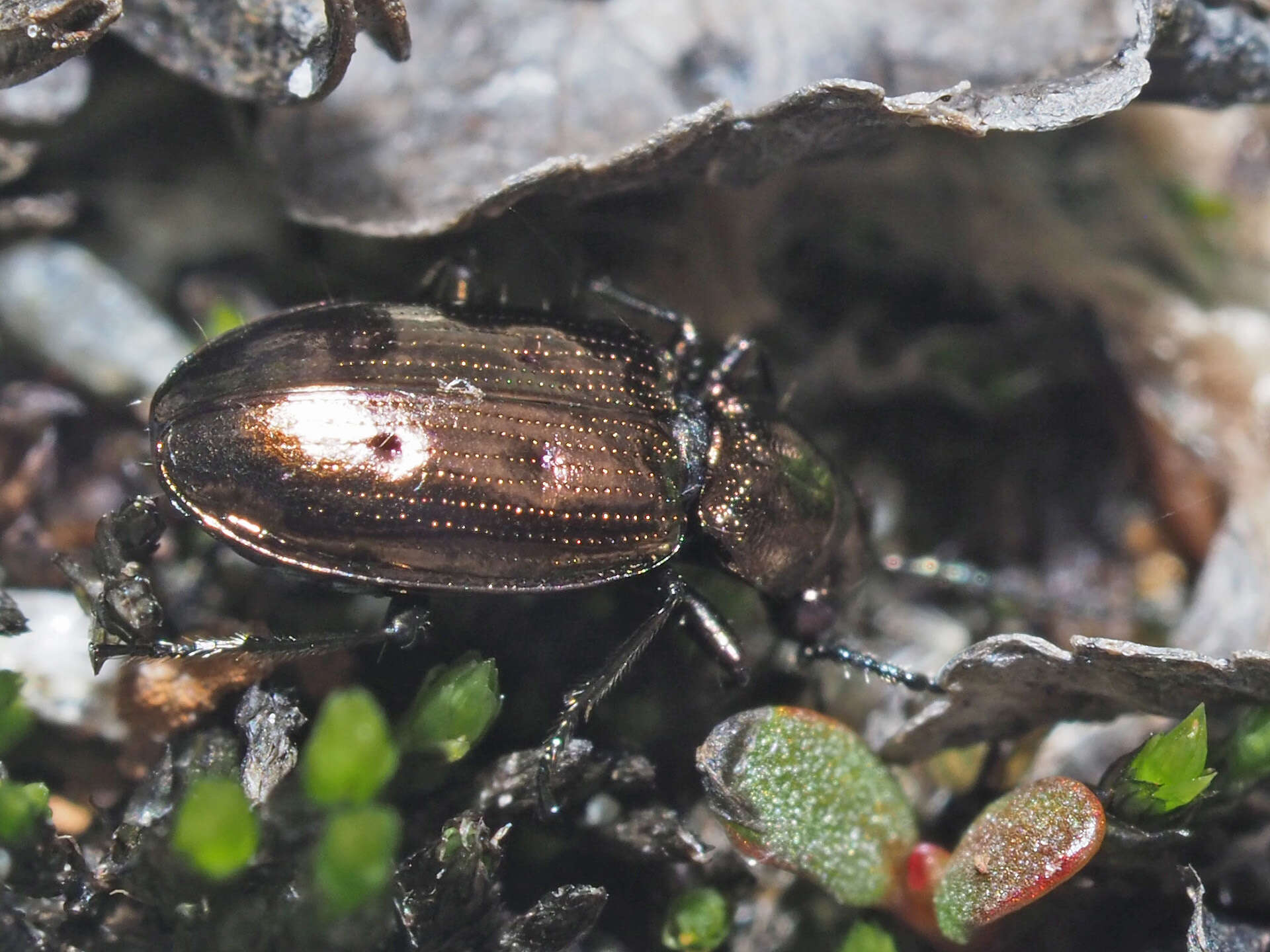 Image of Bembidion (Testedium) bipunctatum (Linnaeus 1760)