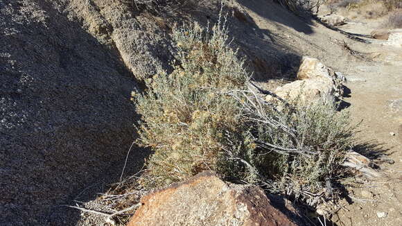 Image of chaparral goldenbush