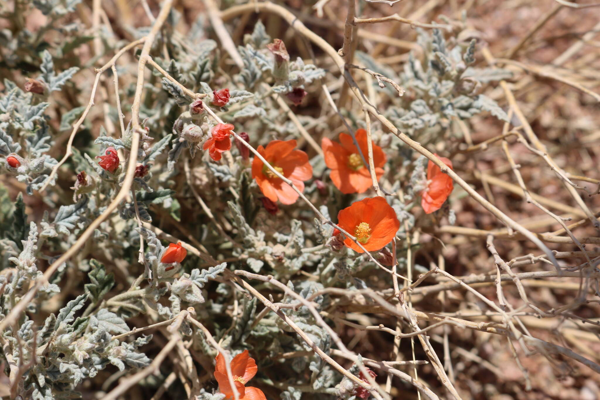 Image of spear globemallow