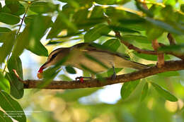 Слика од Vireo magister (Baird & SF 1871)