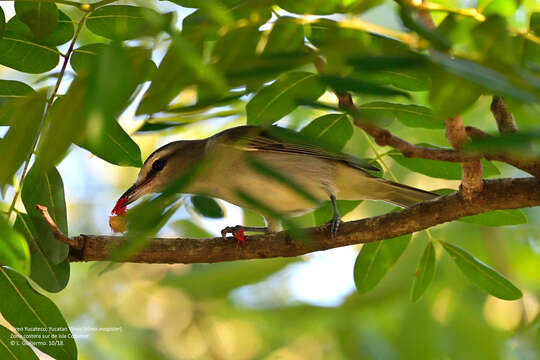 Sivun jukataninvireo kuva