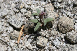 Image of Quick's phacelia