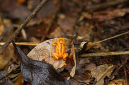 Image of Brachycephalus guarani Clemente-Carvalho, Giaretta, Condez, Haddad & Reis 2012