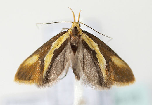 Image of <i>Harpella forficella</i> Scopoli 1763