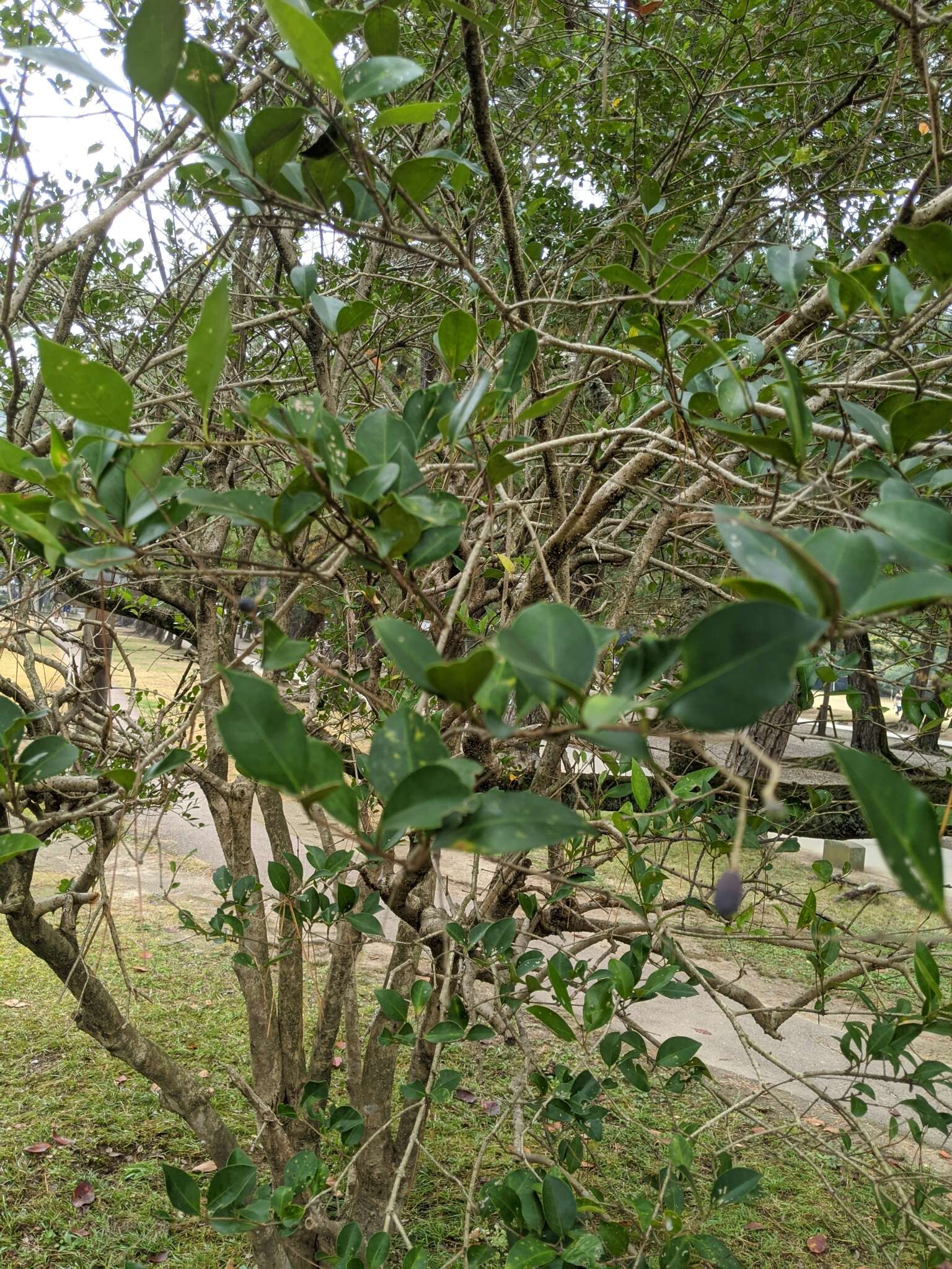 Image of Japanese privet