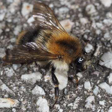 Image of Common carder bumblebee