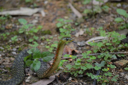 Image of Rhabdophis helleri (Schmidt 1925)