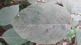 Strobilanthes lupulina T. Anders.的圖片