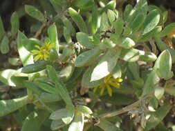 Imagem de Delosperma rogersii (Schoenl. & Berger) L. Bol.