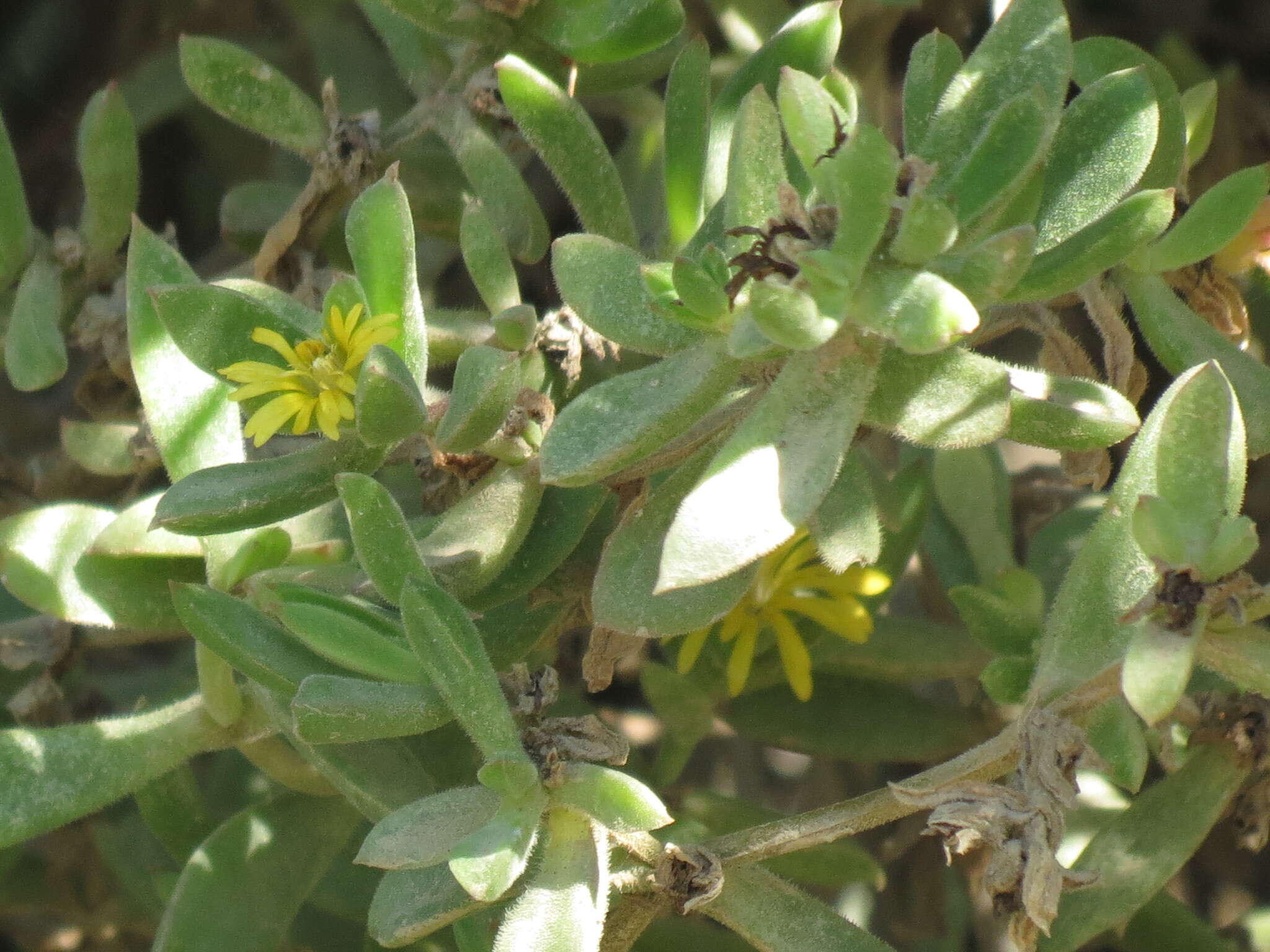 Imagem de Delosperma rogersii (Schoenl. & Berger) L. Bol.