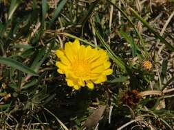 Image of Grindelia scorzonerifolia Hook. & Arn.