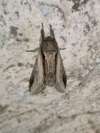 Image of Greater Swallow Prominent