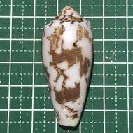 Image of Striated cone snail