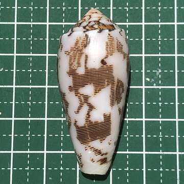 Image of Striated cone snail