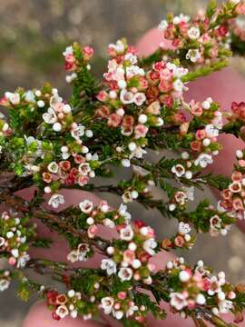 Image of Micromyrtus sessilis J. W. Green