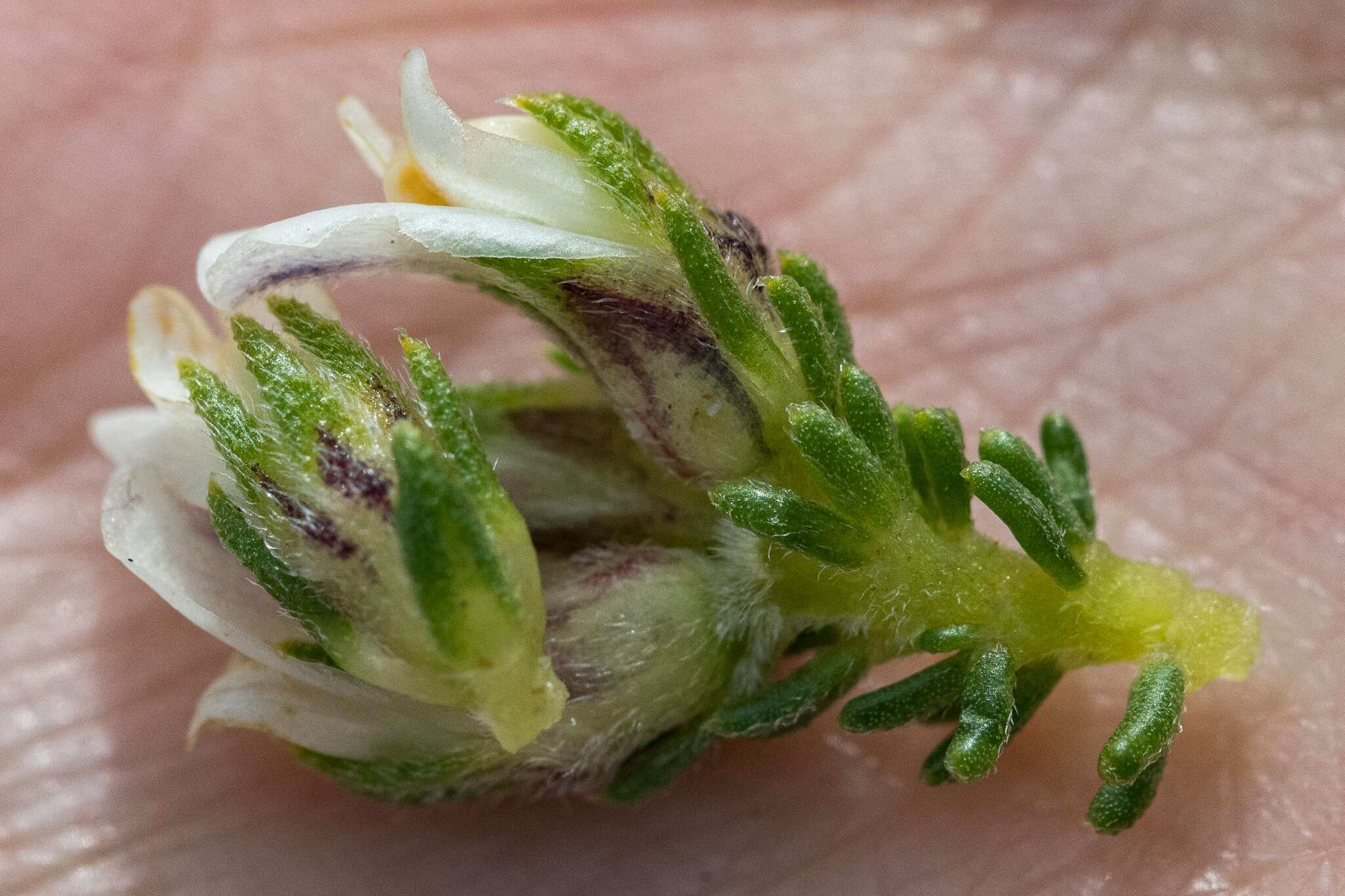 Image of Aspalathus forbesii Harv.