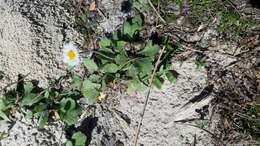 Image of Corpus Christi fleabane