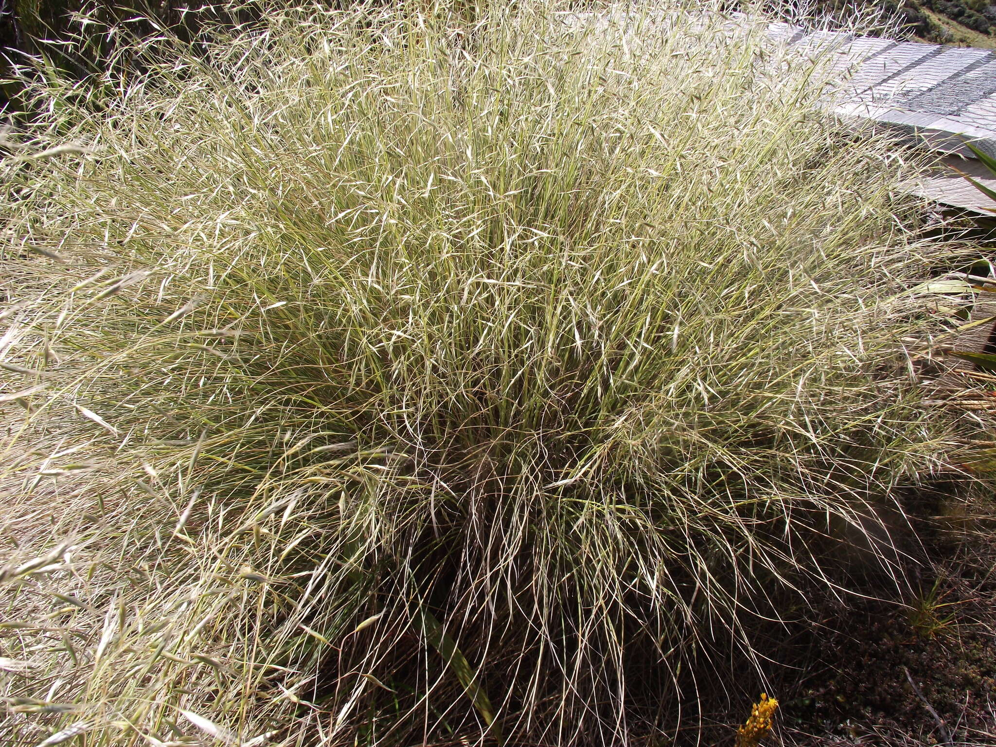 صورة Chionochloa teretifolia (Petrie) Zotov