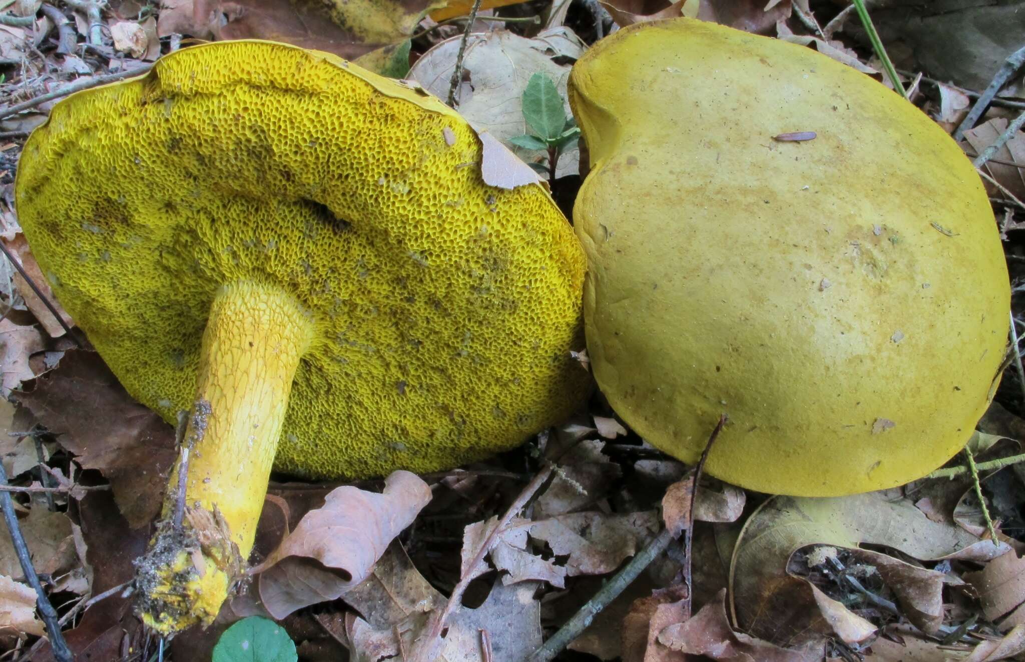 Слика од Retiboletus