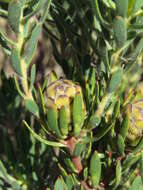 Image of <i>Leucadendron <i>lanigerum</i></i> var. lanigerum