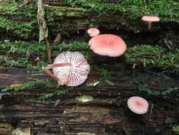 Sivun Mycena roseilignicola Corner 1994 kuva