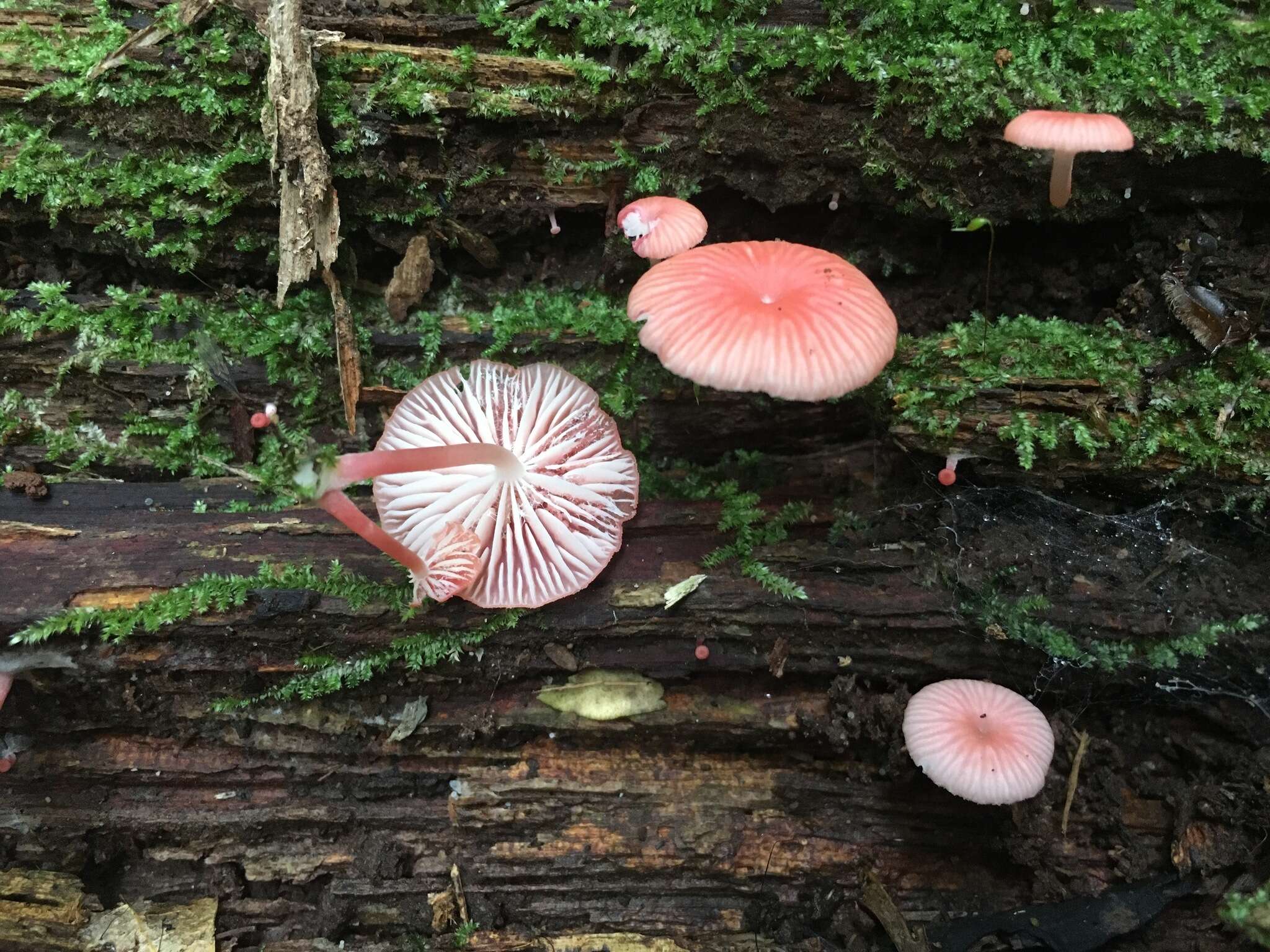 Sivun Mycena roseilignicola Corner 1994 kuva