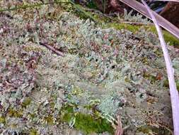 Plancia ëd Cladonia parasitica (Hoffm.) Hoffm.