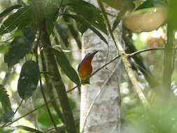 Image of Fiery-breasted Bush Shrike