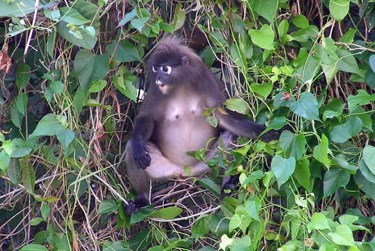 Image of Dusky Langur