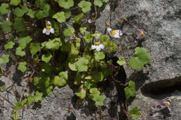 Image of Cymbalaria longipes (Boiss. & Heldr.) A. Cheval.