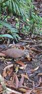 Image of Little Tinamou