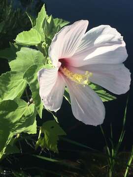 Hibiscus grandiflorus Michx.的圖片