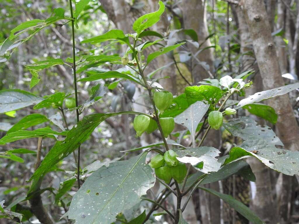 Image of Physalis campechiana L.