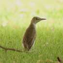 Image of Basra Reed-Warbler